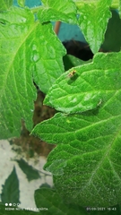 Thaumatomyia