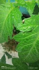 Thaumatomyia
