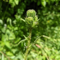 Kyhosia bolanderi