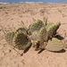Heil's Beavertail Pricklypear - Photo (c) Dominic Gentilcore, some rights reserved (CC BY), uploaded by Dominic Gentilcore