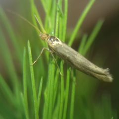 Lepidoptera