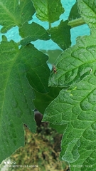 Thaumatomyia