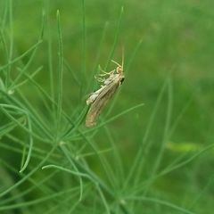 Lepidoptera