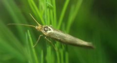Lepidoptera