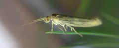 Lepidoptera