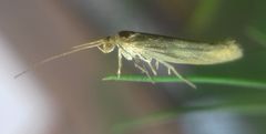 Lepidoptera