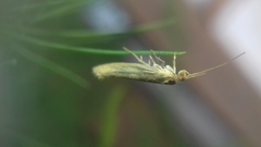 Lepidoptera