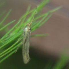 Lepidoptera
