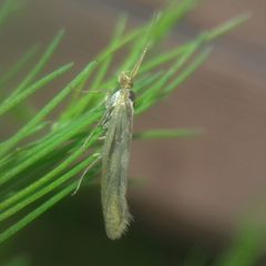 Lepidoptera