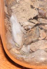 Microloxia ruficornis