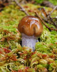 Cortinarius collinitus