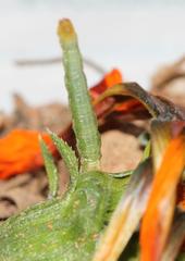 Microloxia ruficornis