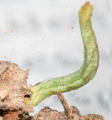 Microloxia ruficornis