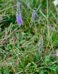 Veronica barrelieri