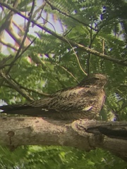 Chordeiles gundlachii