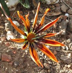 Microloxia ruficornis