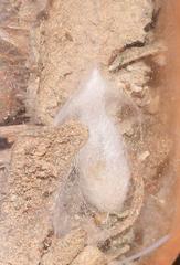 Microloxia ruficornis