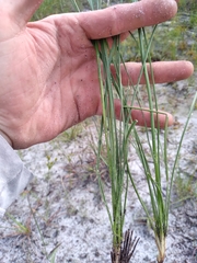 Liatris quadriflora