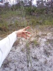 Liatris quadriflora