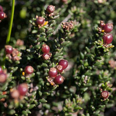 Phylica greyi