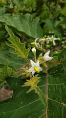 Solanum stellatiglandulosum