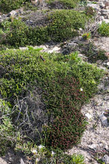 Phylica greyi
