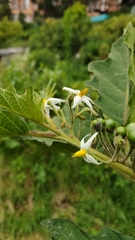 Solanum stellatiglandulosum