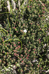 Phylica greyi