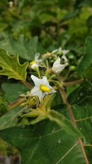 Solanum stellatiglandulosum