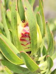 Leucadendron laureolum