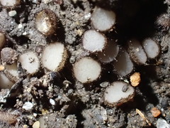 Trichophaeopsis paludosa