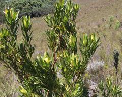 Leucadendron laureolum