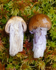Cortinarius collinitus