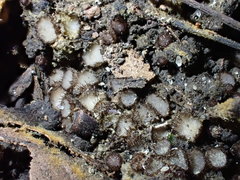 Trichophaeopsis paludosa