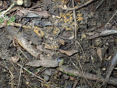 Trichophaeopsis paludosa
