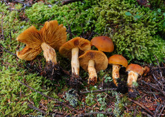 Aureonarius limonius