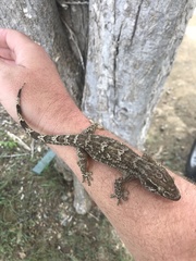 Tarentola americana