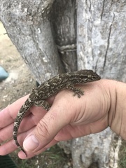 Tarentola americana