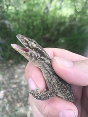 Tarentola americana