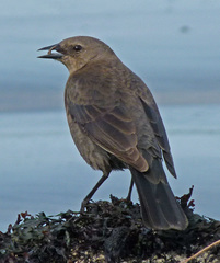 Brewer's Blackbird photo 6
