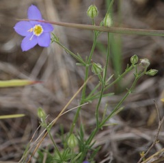 Giliastrum rigidulum