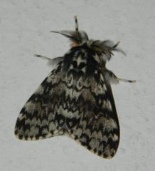 Lymantria kettlewelli