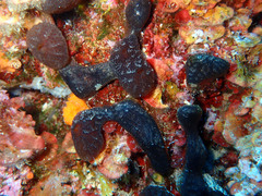 Aplidium fuscum