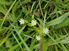 Stellaria littoralis