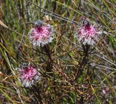 Serruria phylicoides