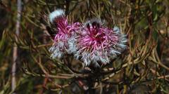 Serruria phylicoides