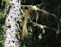 Usnea barbata
