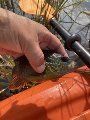 Lepomis gibbosus × cyanellus