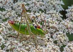 Poecilimon thoracicus