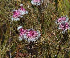 Serruria phylicoides